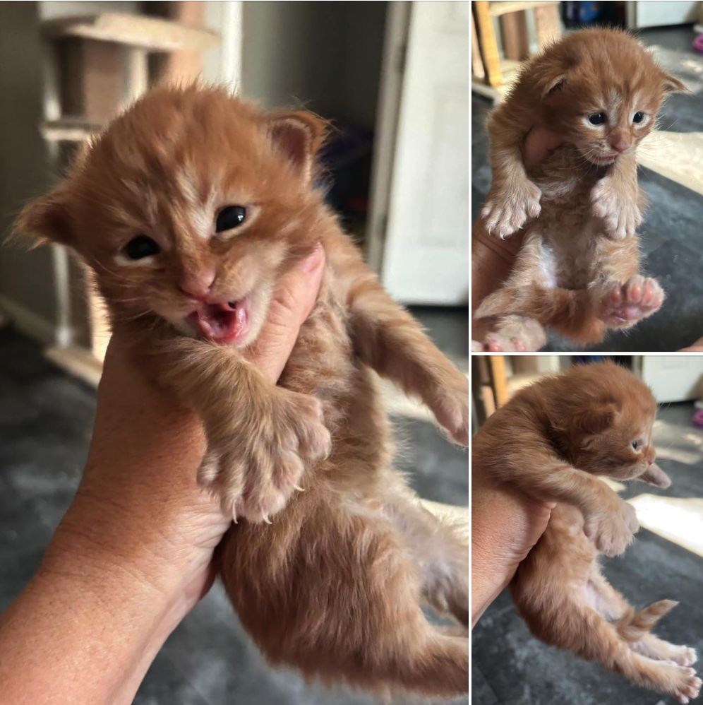 Maine Coons cat breeder, Maineflashes cattery registration